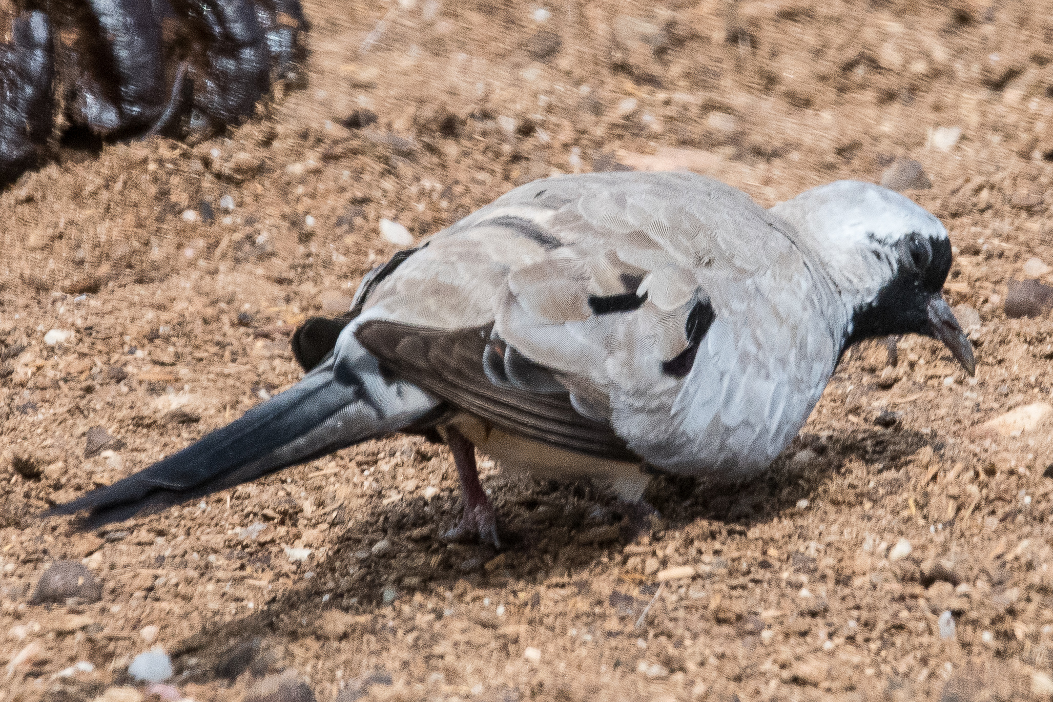 Tourterelle masquée (Namaqua dove, Oena capensis), mâle adulte cherchant sa nourriture sur le sol prés du village Himba, Désert du Namib, Kunene, Namibie.